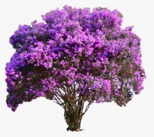 Transparent Colorful Tree Png - Purple Crepe Myrtle, Png Download, Transparent PNG