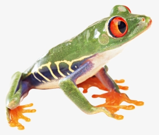 Colorful Frog Png Image - Tropical Rainforest Frog Png, Transparent Png, Transparent PNG