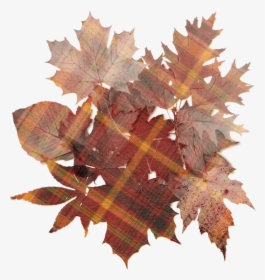 Oak Tree Leaf , Png Download - Transparent Background Maple Leaf Png, Png Download, Transparent PNG