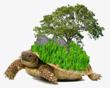 Hermann's Tortoise White Background, HD Png Download, Transparent PNG