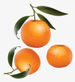 Mandarin Png, Download Png Image With Transparent Background, - Orange Fruits Clip Art, Png Download, Transparent PNG