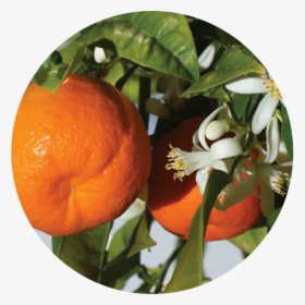 Flor De Mandarina, HD Png Download, Transparent PNG