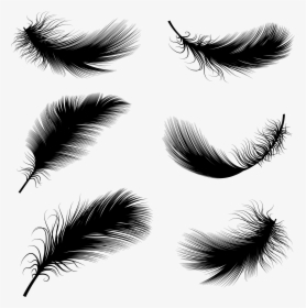Drawn Eyelash Button Eye - Black Feathers Vector, HD Png Download, Transparent PNG