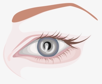 Eyebrow Vector Simple - Close-up, HD Png Download, Transparent PNG