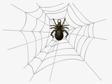 Spider Web Png Transparent, Png Download, Transparent PNG
