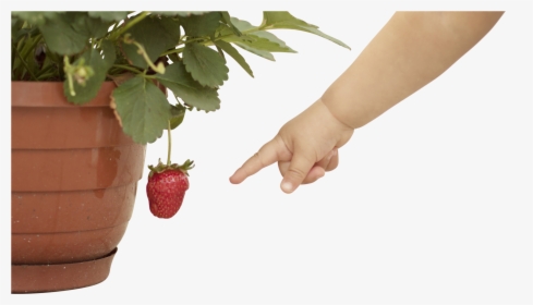 Strawberry Plant Png - Hand Baby Png, Transparent Png, Transparent PNG