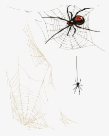 Transparent Corner Spider Web Png - Toile D Araignee Png, Png Download, Transparent PNG