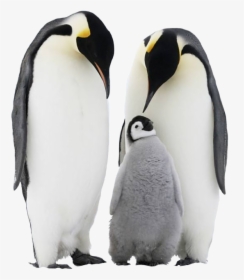 Penguin Png Free Download - Father Mother Baby Animals, Transparent Png, Transparent PNG