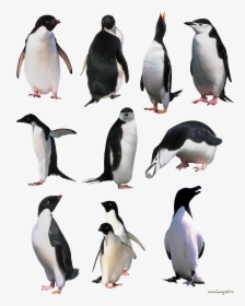 Penguins Png Image - Penguin, Transparent Png, Transparent PNG