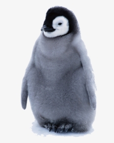 Practically Impossible To Look At A Penguin, HD Png Download, Transparent PNG