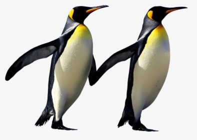 Bird,king Bird,emperor Penguin,beak,ad�lie Penguin,organism - Emperor Penguin, HD Png Download, Transparent PNG