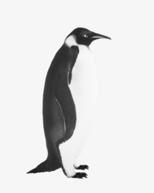 Penguin Clip Art Emperor Penguin - Realistic Penguin Black And White, HD Png Download, Transparent PNG