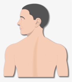 An Image Of The Body Showing The Head And The Back, HD Png Download, Transparent PNG