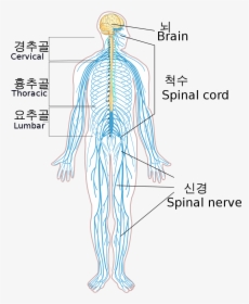 Nervous System Png, Transparent Png, Transparent PNG