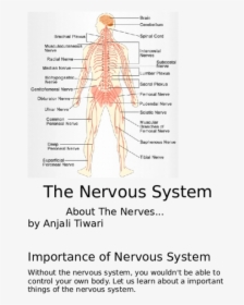Nervous System Png, Transparent Png, Transparent PNG