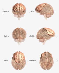 Nervous System Png, Transparent Png, Transparent PNG