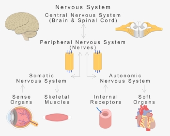 An Image Showing The Basic Types Of The Nervous System, HD Png Download, Transparent PNG