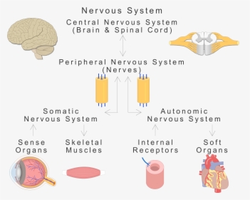 An Image Showing The Basic Types Of The Nervous System, HD Png Download, Transparent PNG