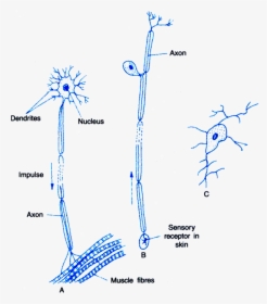 Nervous System Png, Transparent Png, Transparent PNG