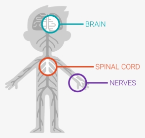 The Nervous System, HD Png Download, Transparent PNG