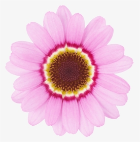 Transparent Pink Daisy Png, Png Download, Transparent PNG