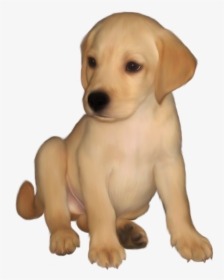 Golden Retriever Puppy Png, Transparent Png, Transparent PNG