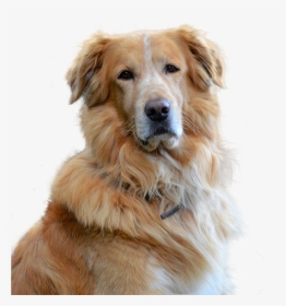 Embark Guide To Golden Retrievers, HD Png Download, Transparent PNG