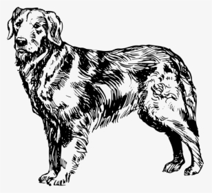 Ancient Dog Breeds,line Art,carnivore, HD Png Download, Transparent PNG