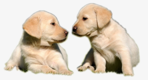 Golden Labrador Puppy, HD Png Download, Transparent PNG