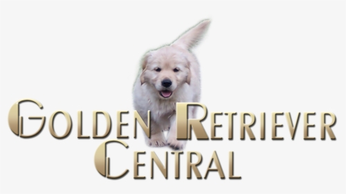 Golden Retriever Puppy Png, Transparent Png, Transparent PNG
