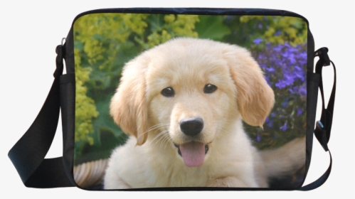 Cute Young Golden Retriever Dog Goldie Puppy Portrait, HD Png Download, Transparent PNG