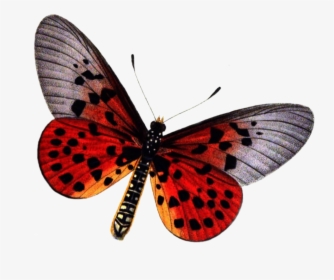 Red Butterfly Png Photo, Transparent Png, Transparent PNG