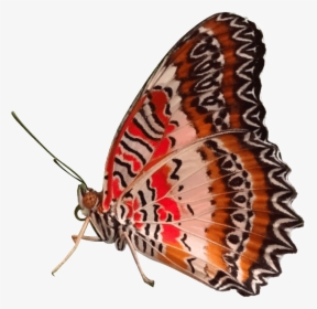 Red Butterfly Png, Transparent Png, Transparent PNG