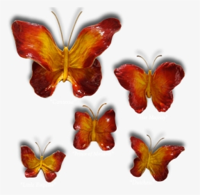 Ron & Sheila Ruiz Flame Butterfly Exposures International, HD Png Download, Transparent PNG