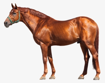 Race Horse Png, Transparent Png, Transparent PNG