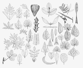 Leaf, Leaves, Line Art, Vintage, Detailed, Botany, HD Png Download, Transparent PNG