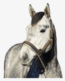 Race Horse Png, Transparent Png, Transparent PNG