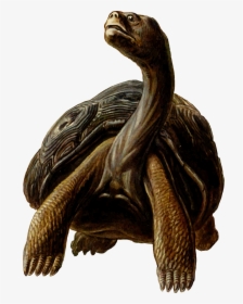 Prehistoric Tortoise Clipart, HD Png Download, Transparent PNG