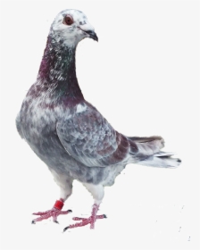 Homing And Racing Pigeons From Stock A, HD Png Download, Transparent PNG