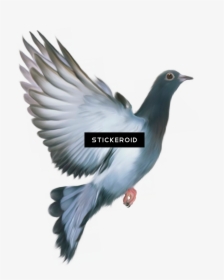 Pigeons And Doves, HD Png Download, Transparent PNG