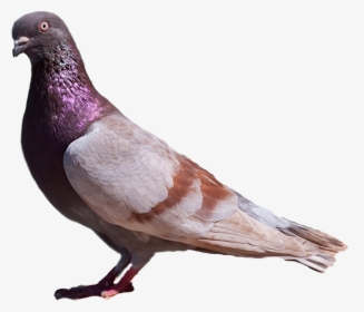 Pigeons Png, Transparent Png, Transparent PNG