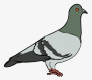 Pigeons Png, Transparent Png, Transparent PNG