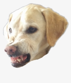 Transparent Angry Dog Png, Png Download, Transparent PNG