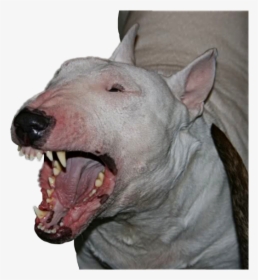#angry #bullterrier #breed #dog #pet #animal #mansbestfriend, HD Png Download, Transparent PNG