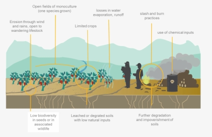 Monoculture, HD Png Download, Transparent PNG