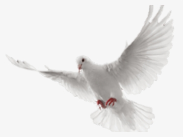 White Dove Clipart In Flight, HD Png Download, Transparent PNG