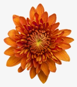Click To Enlarge Image Bronze Daisy Virginia, HD Png Download, Transparent PNG
