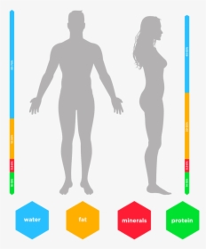 Body Composition Graphic, HD Png Download, Transparent PNG