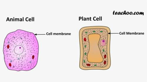 Plant And Animal Cell Only Cell Membrane, HD Png Download, Transparent PNG