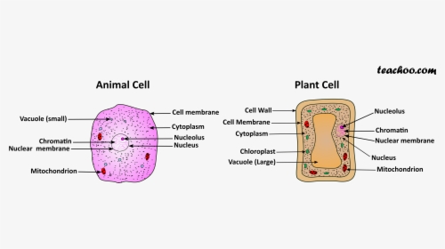 Plant And Animal Cell, HD Png Download, Transparent PNG